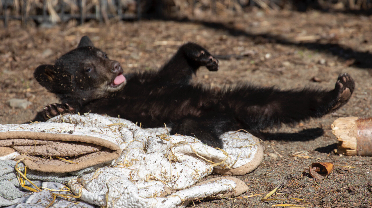 Animal Information Pages — The Alaska Zoo Animal Information Pages — The Alaska Zoo