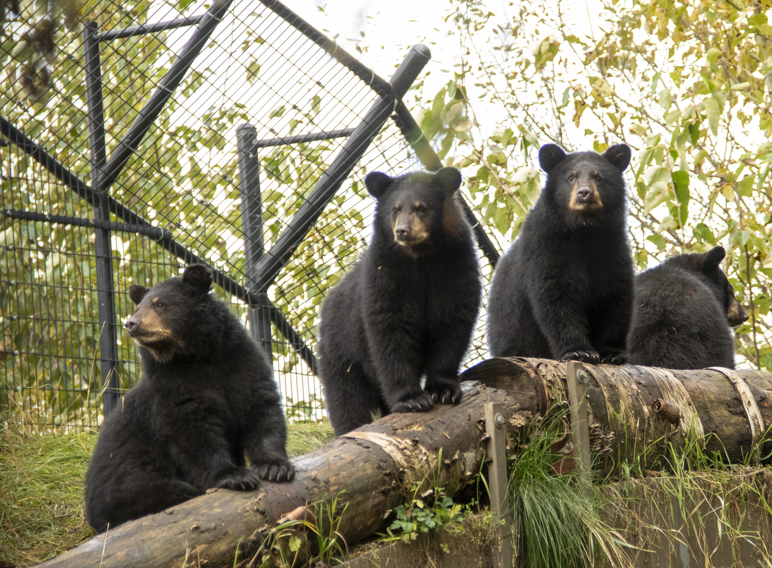 The Alaska Zoo