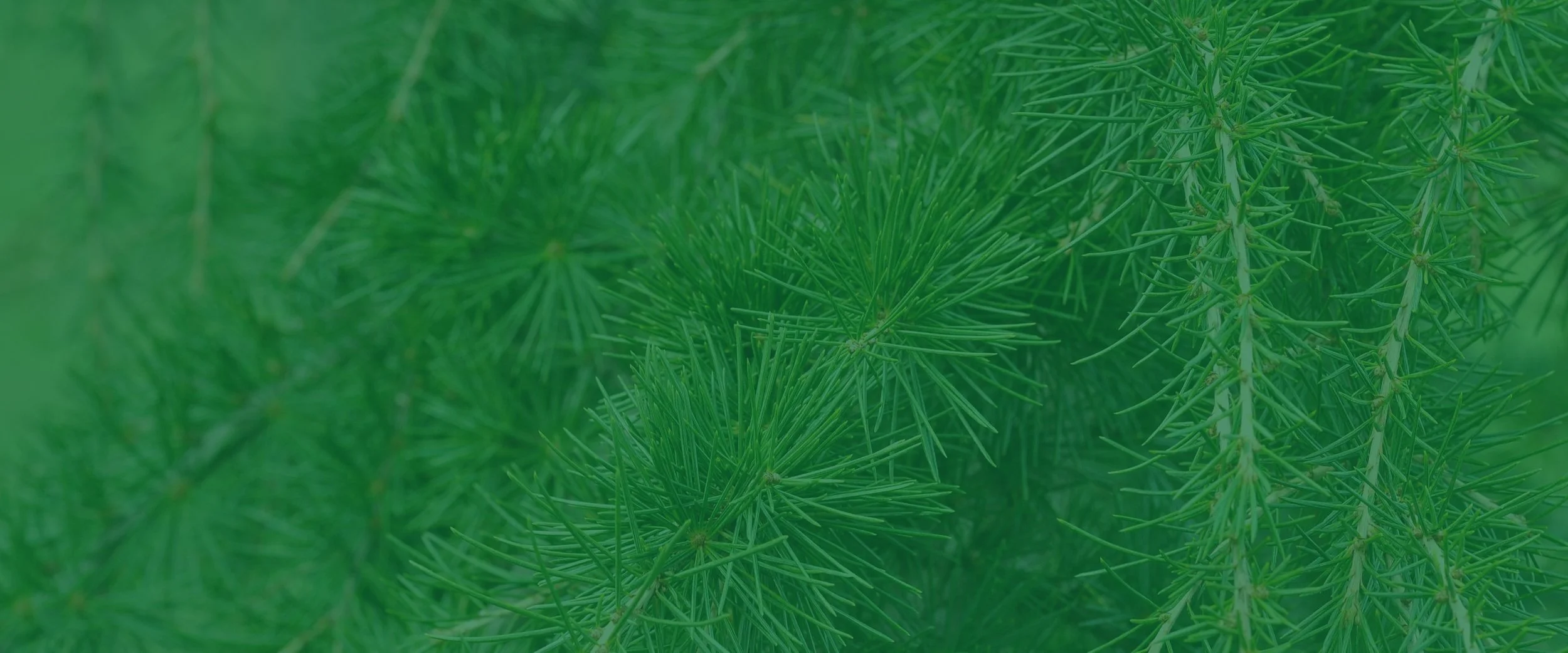 new site banner plain.jpg