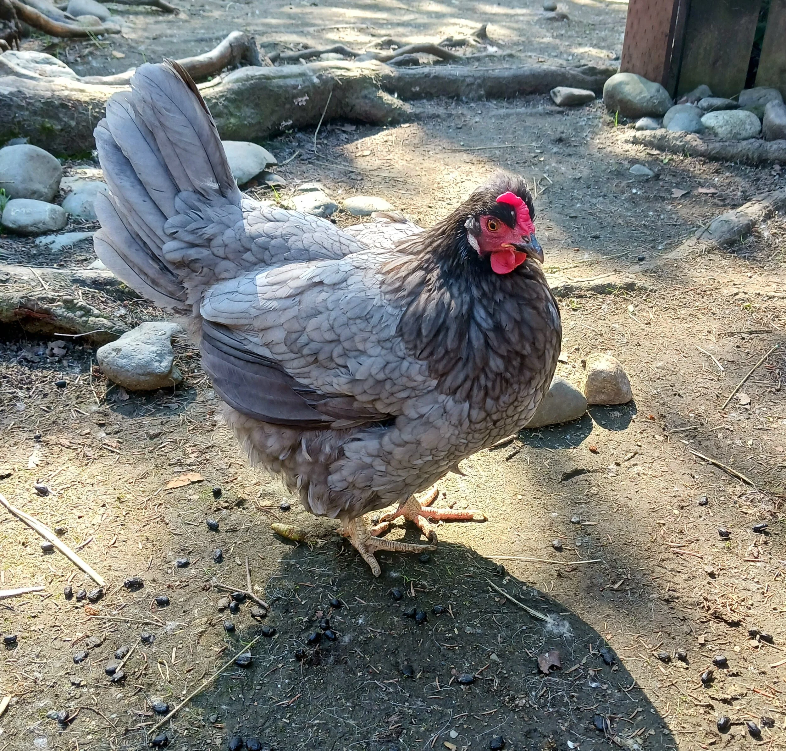 chichen.jpg