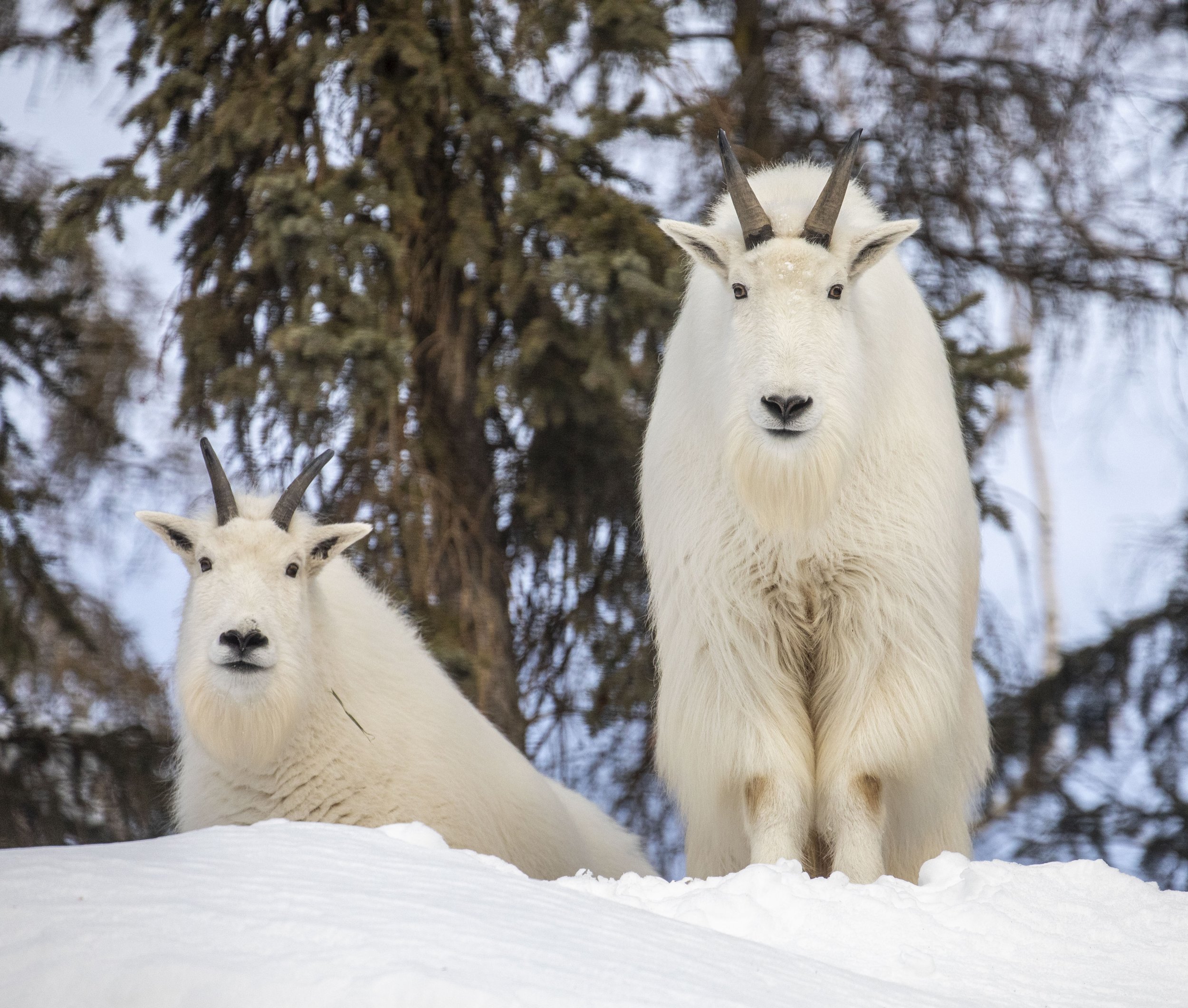 Dall sheep, mountain goat — The Alaska Zoo