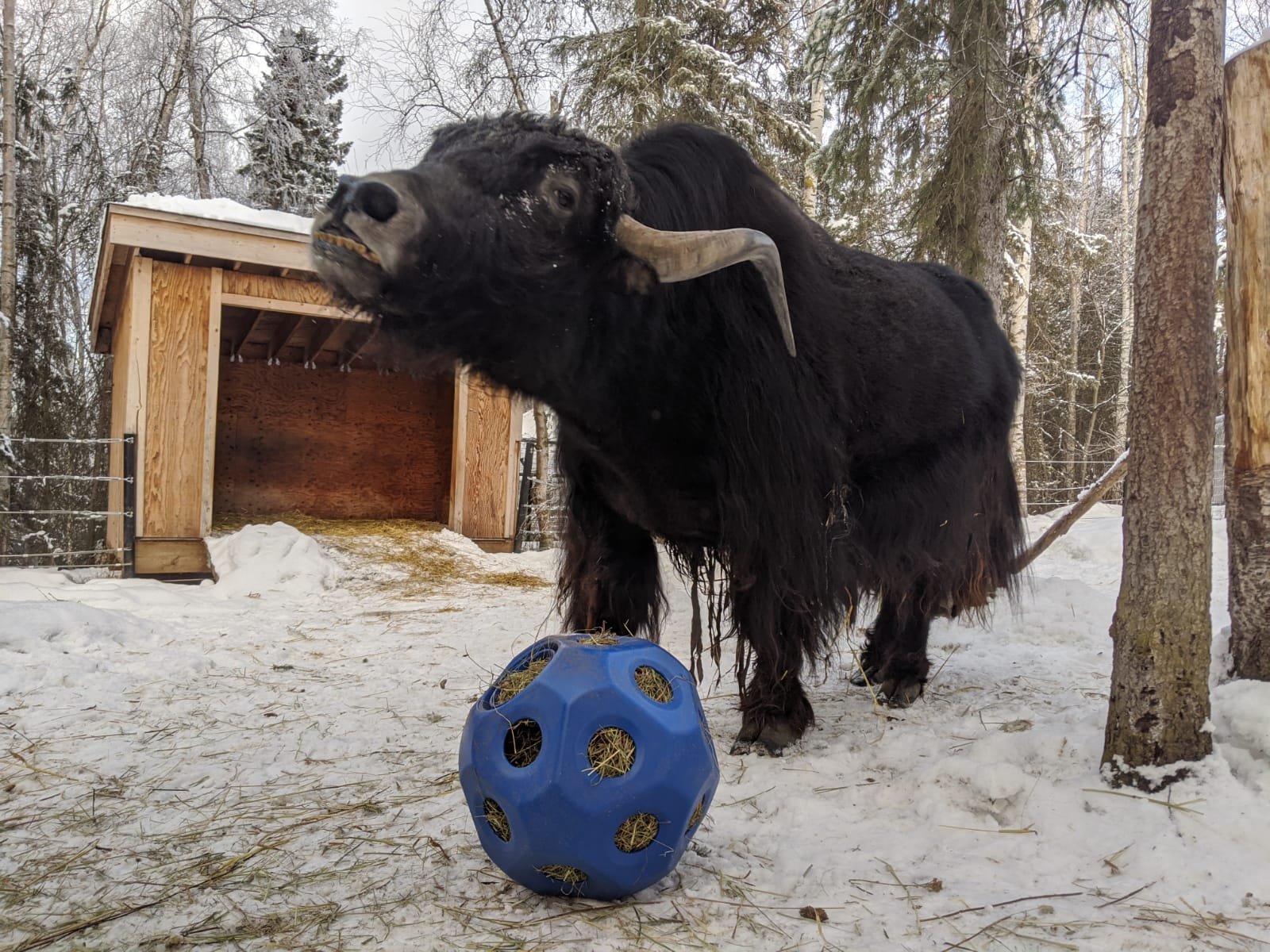 Animal Directory — The Alaska Zoo