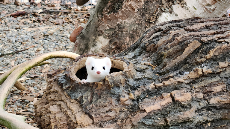 ermine.png