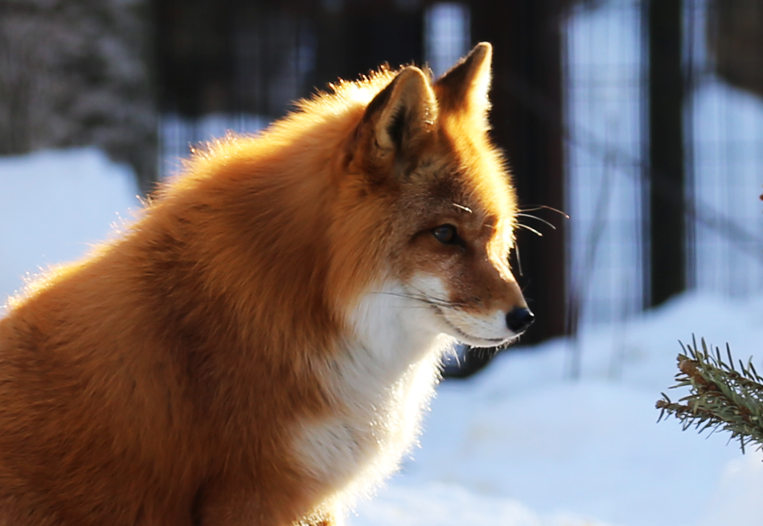 Red Fox in Sun (1).png