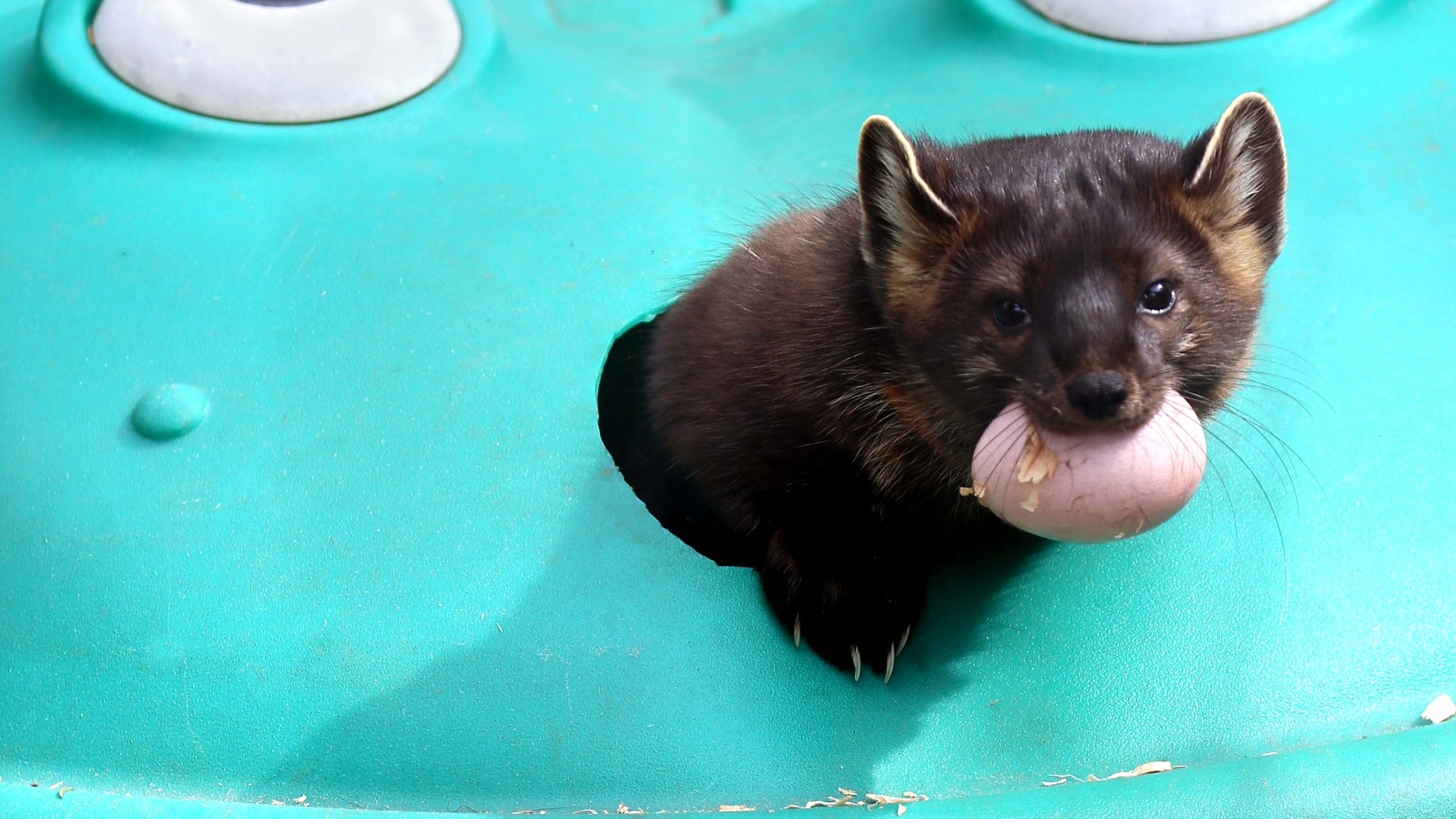 Pine Marten_Steven_Easter Egg_2026 (1).png