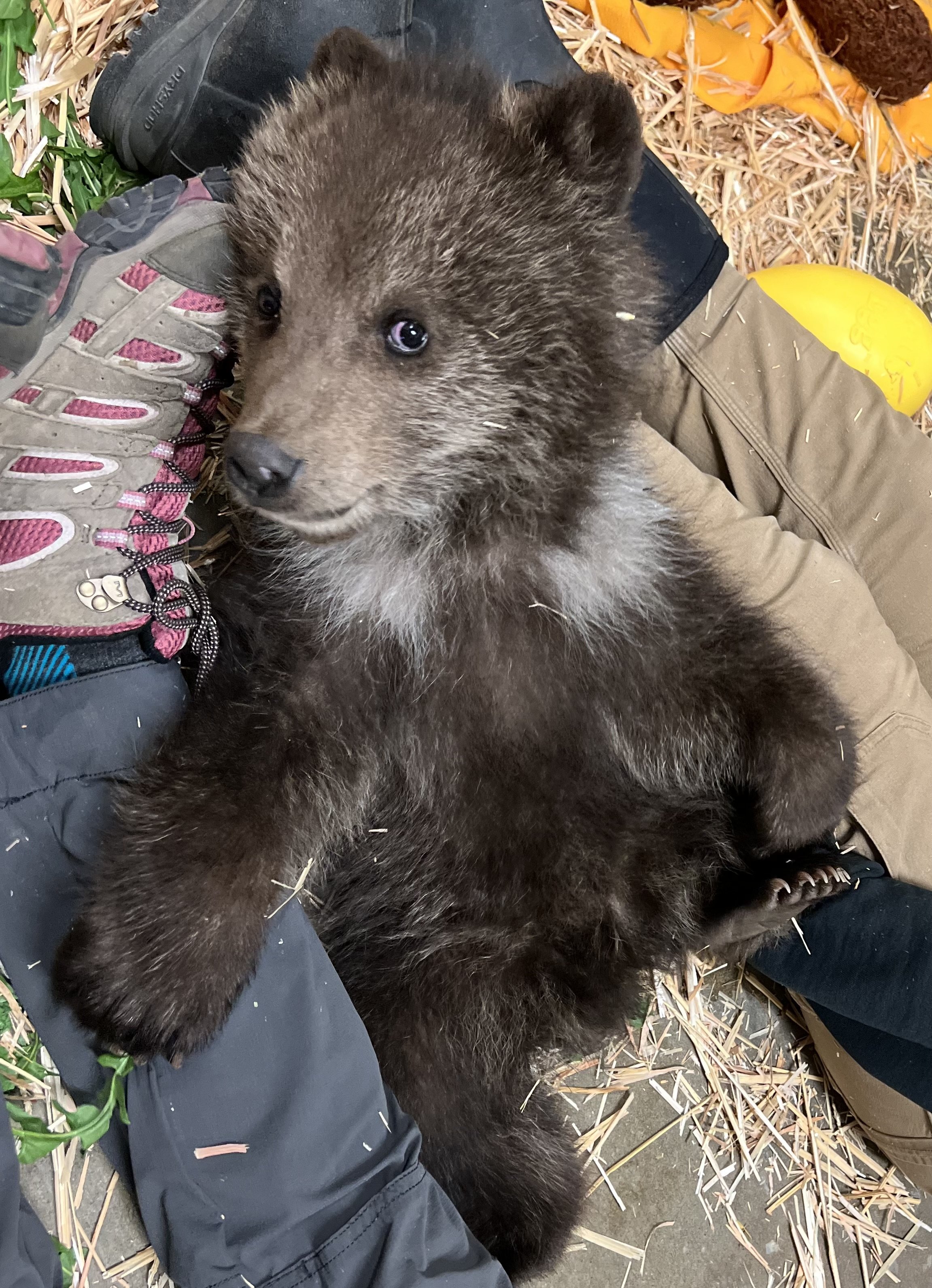 Zoo takes in orphaned brown bear cub from Alaska