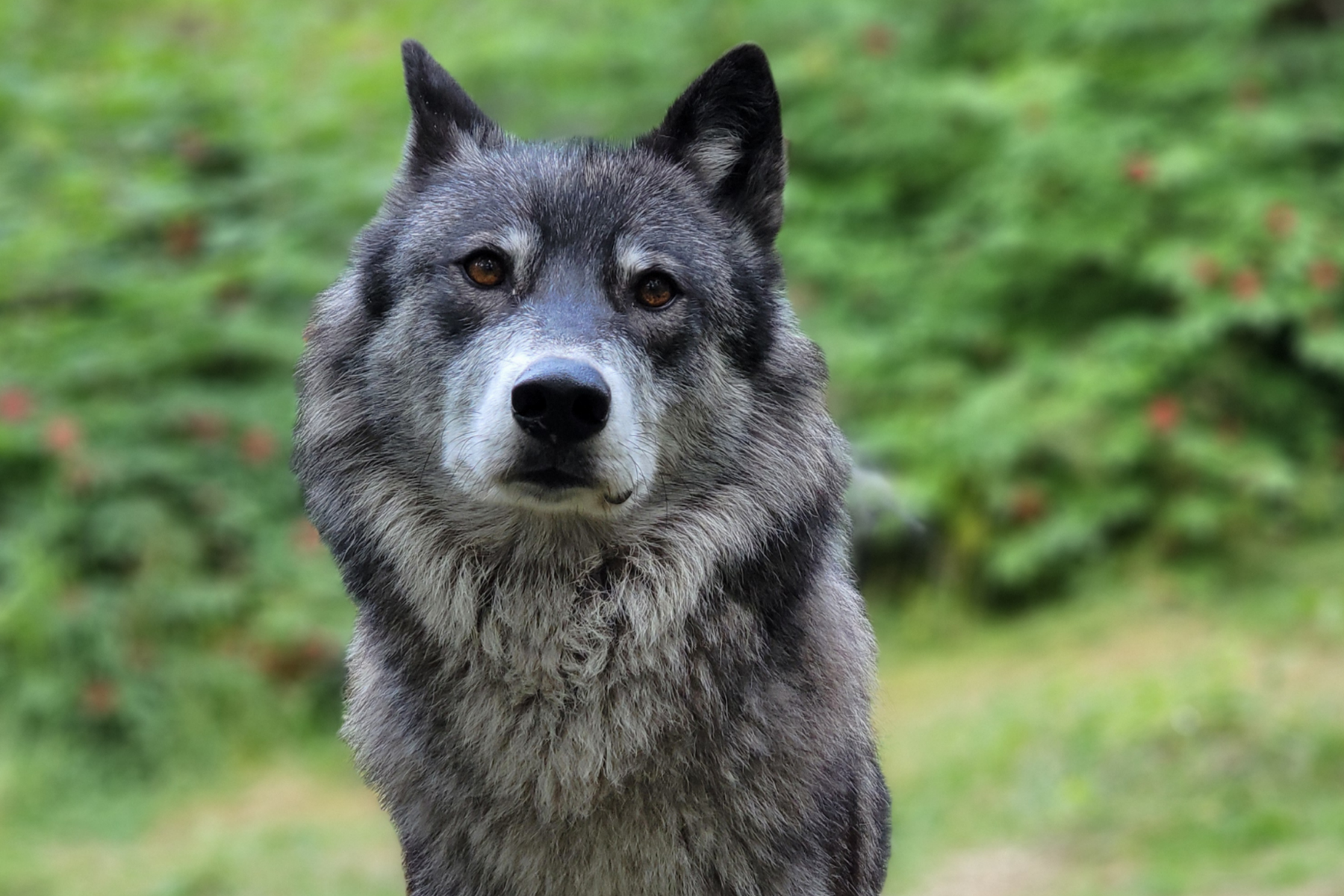 photo booth wolf.png