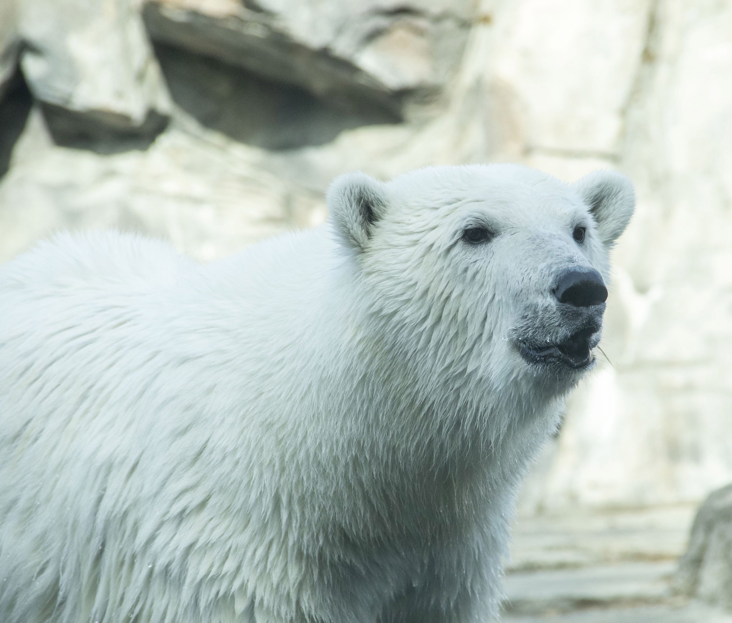 Zoo takes in orphaned brown bear cub from Alaska