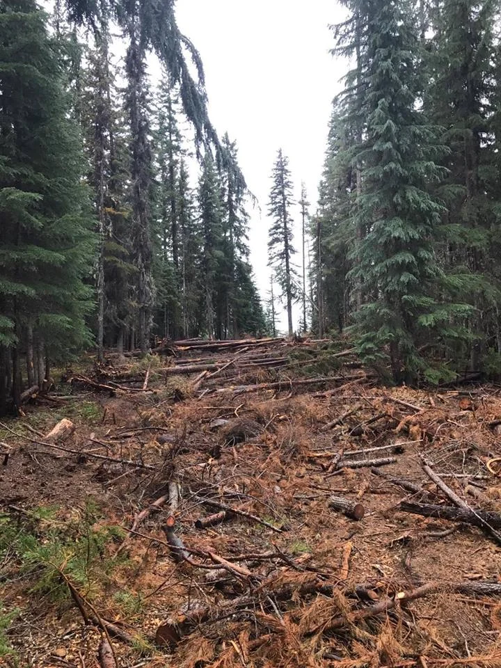 Placing downed vegitation on a dozer line during rehab helps with errosion and reforestation of the disturbed area. (inciweb)