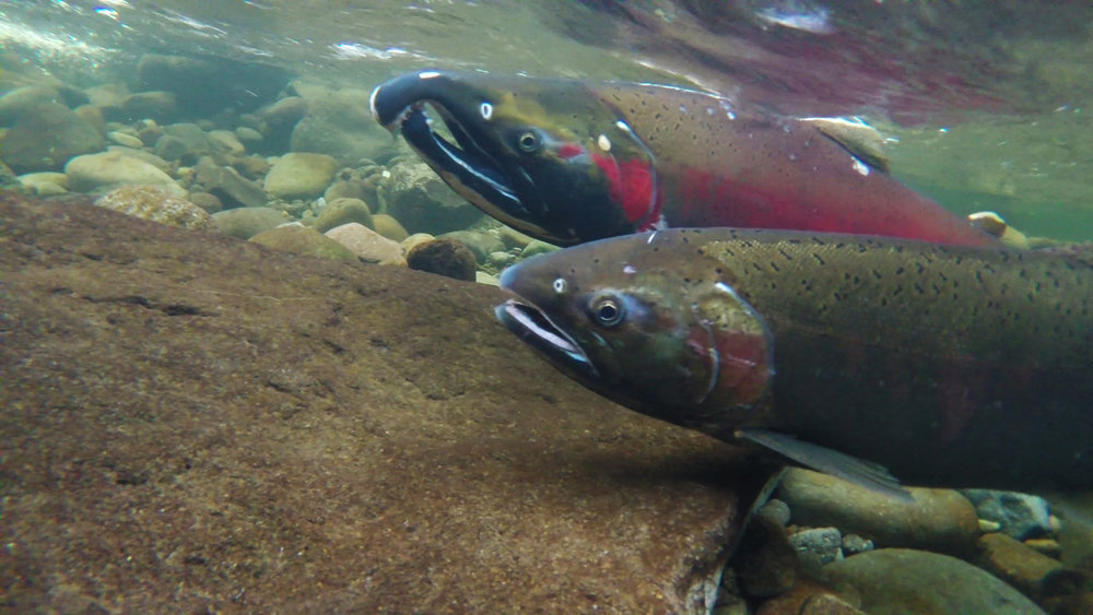 Oregon Chinook salmon