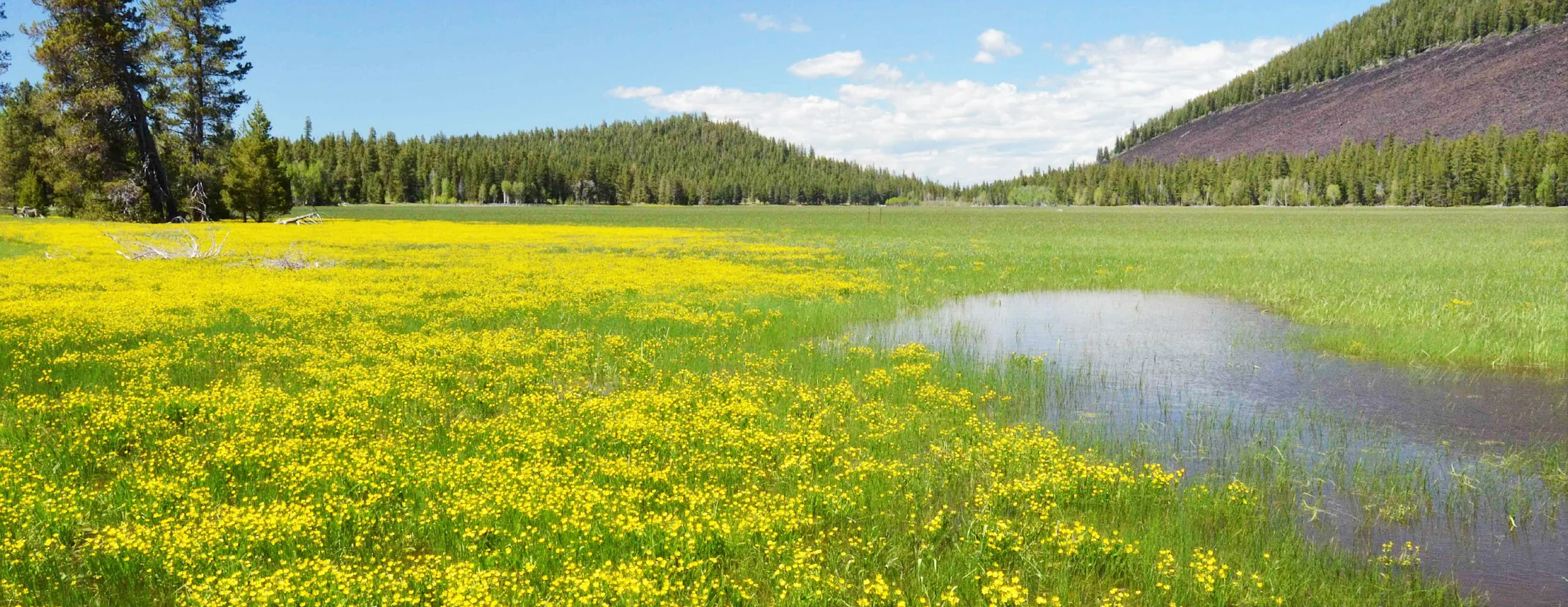 Choptie Prairie, located about 15 miles north of Klamath Falls, is among the ephemeral lakes in Southern Oregon that support a unique mix of plants and wildlife. (Klamath County Museum)