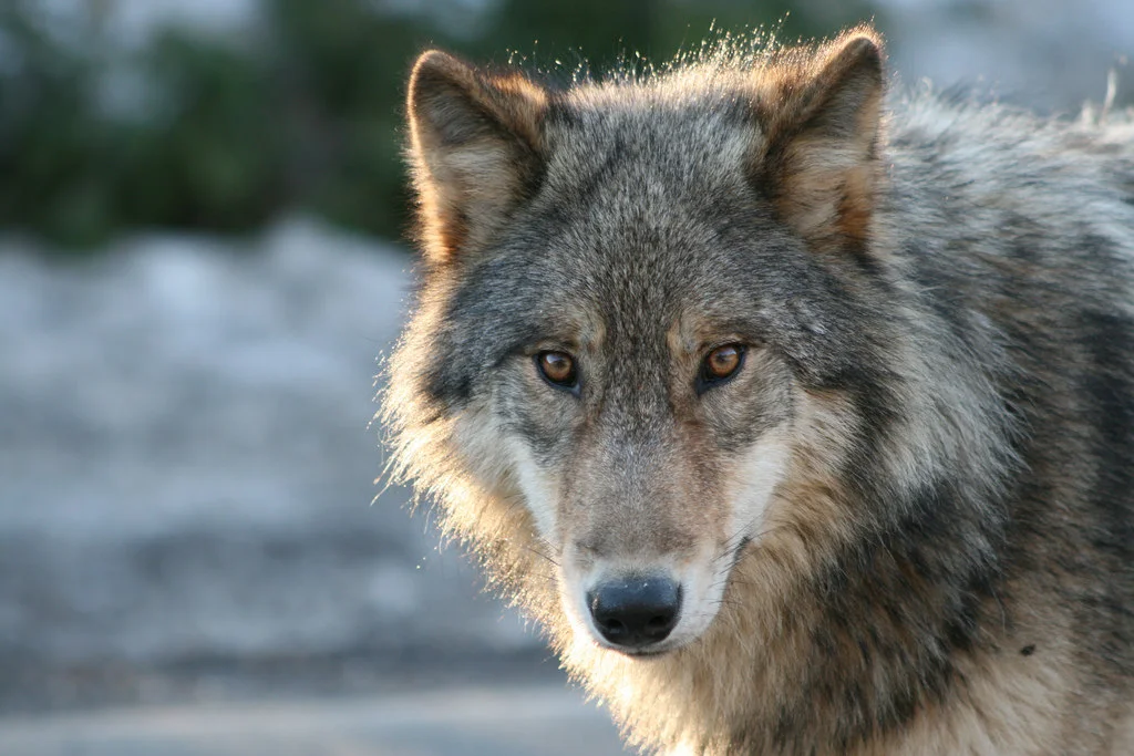 File photo of a wolf (Image: Jethro Taylor )