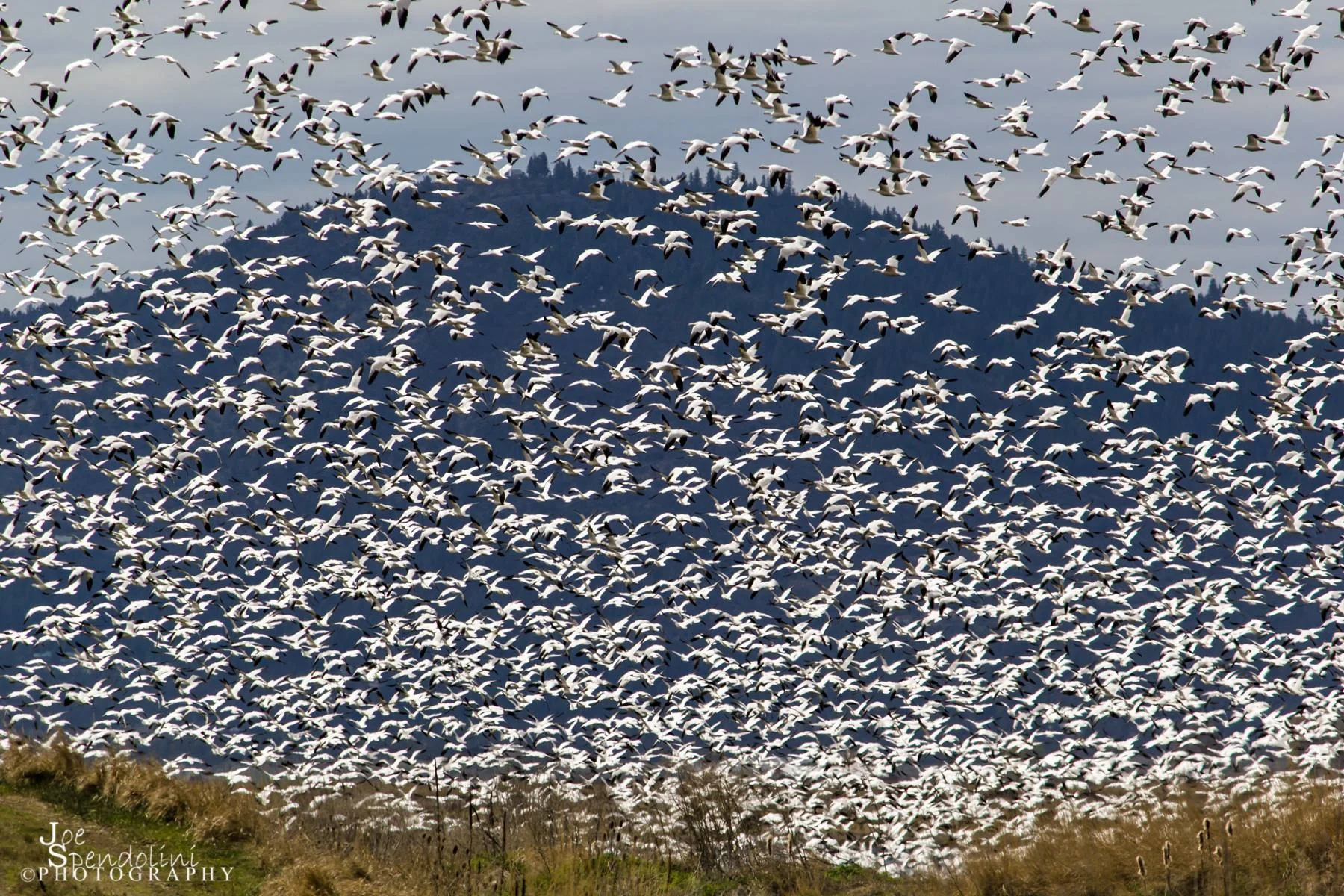 A flock of Snow Geese prepare to land at the Miller Island NWR, a section of the Lower Klamath NWR. Image by Joe Spendolini.