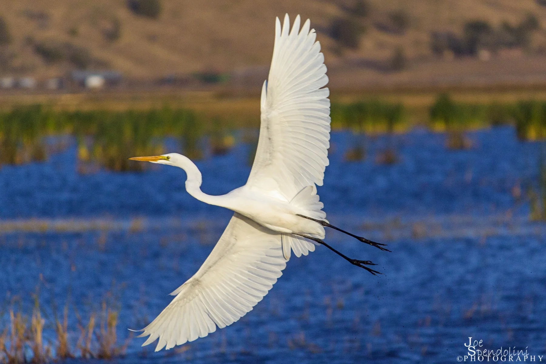 A Great White Egret. Image by Joe Spendolini.