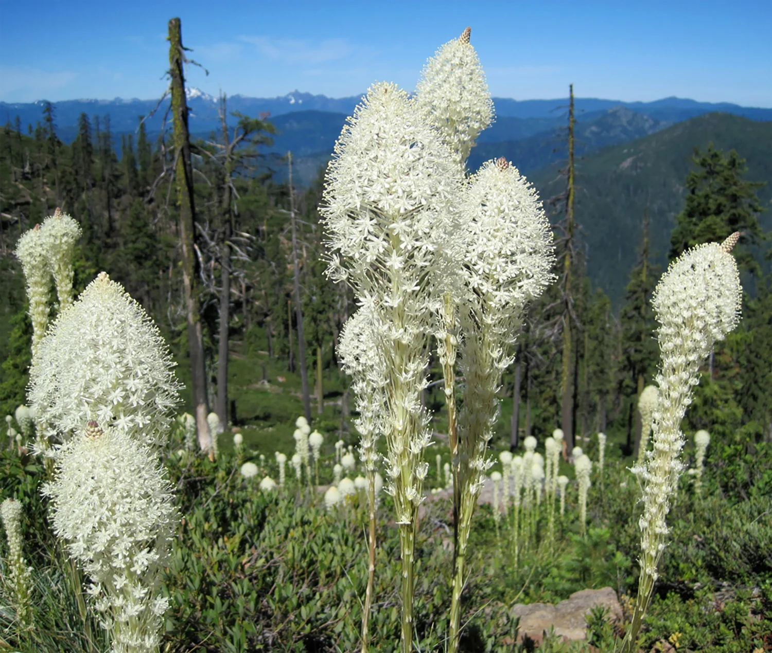 Beargrass is among the native plants that will be discussed in a Feb. 5 program on Native American uses of plants in the Klamath River Basin. (Klamath County Museum)