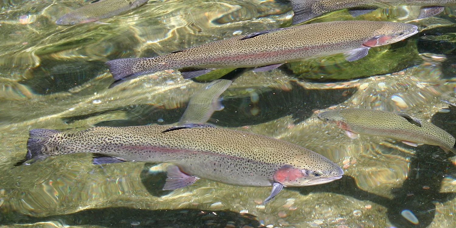  Oregon Department Of Fish And Wildlife Trout Stocking Schedule 