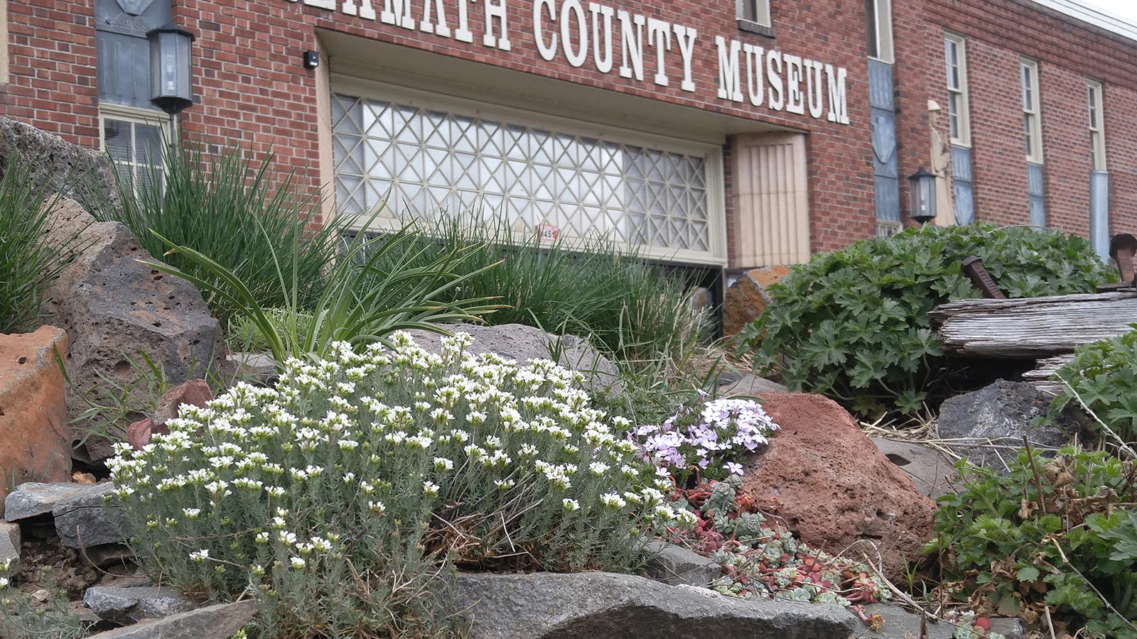 A native plant walk is scheduled for 1 p.m. Sunday, April 22, at the Klamath County Museum in recognition of Native Plant Appreciation Week. Wildflowers shown in this photo include desert combleaf and spreading phlox. (Submitted Photo)