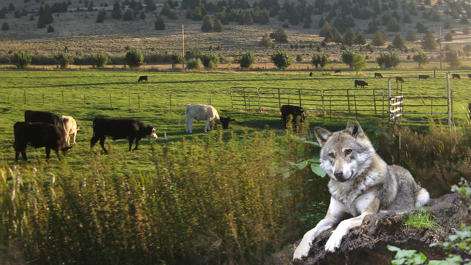OSU KBREC To Host Wolf and Livestock Interaction Seminar May 2. Cattle, BLM Flickr / Wolf, Stock Photo