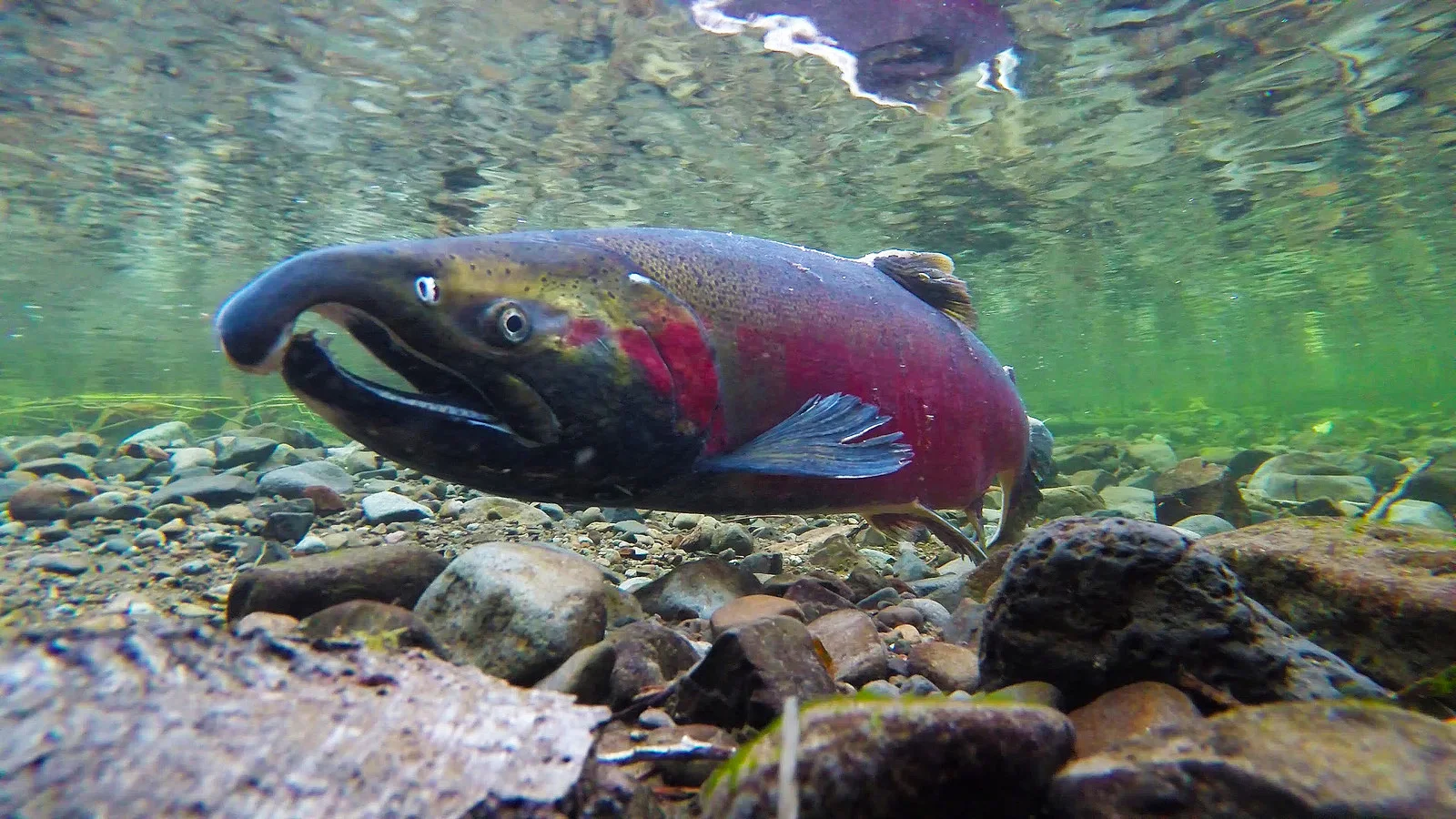 Coho Salmon. Image, Bureau of Reclamation of Oregon & Washington, Flickr .