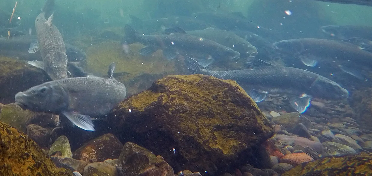 A group of adult endangered Lost River suckers gather in the shallow water of Upper Klamath Lake. While adult suckers spawn successfully, their offspring are having trouble surviving much beyond the first year. Researchers believe no juveniles have survived to reach adulthood since the late 1990s. Credit: Kirk Groves/USFWS