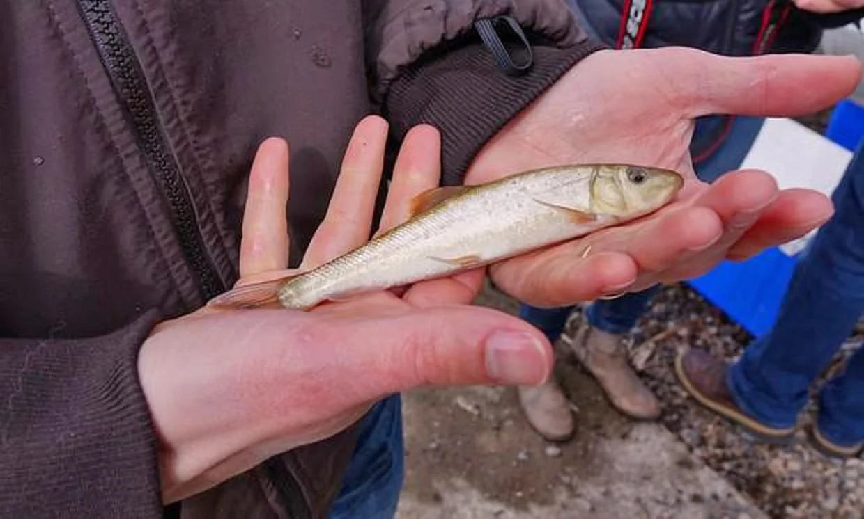 U.S. Fish and Wildlife Service biologist Dr. Evan Childress displays an endangered juvenile sucker at Upper Klamath Lake prior to release in this May 2018 photo. The fish was one of the first group of 2,500 raised and released as part of an effort to keep Lost River and shortnose suckers from going extinct in the next 25 years. Courtesy photo: Jes Burns, Oregon Public Broadcasting