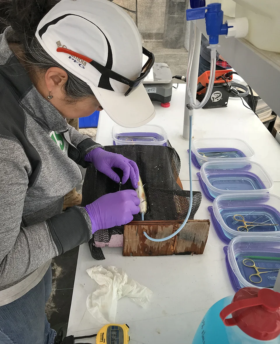 Lisa Gee, a consultant specializing in fish tag implants, guides a radio transmitter antenna through the side of the fish. The suckers are anesthetized for the procedure, and have running water flowing into their gills during the entire procedure. Credit: Susan Sawyer/USFWS