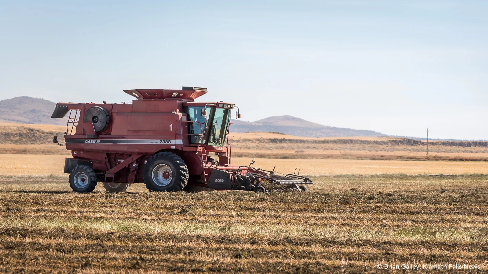 A custom built combine harvest mint leaves near Newell, California. Mint harvested on this farm is destined for tea in the European Union and for use as mint oil for food flavoring. September 27, 2018 (Brian Gailey)