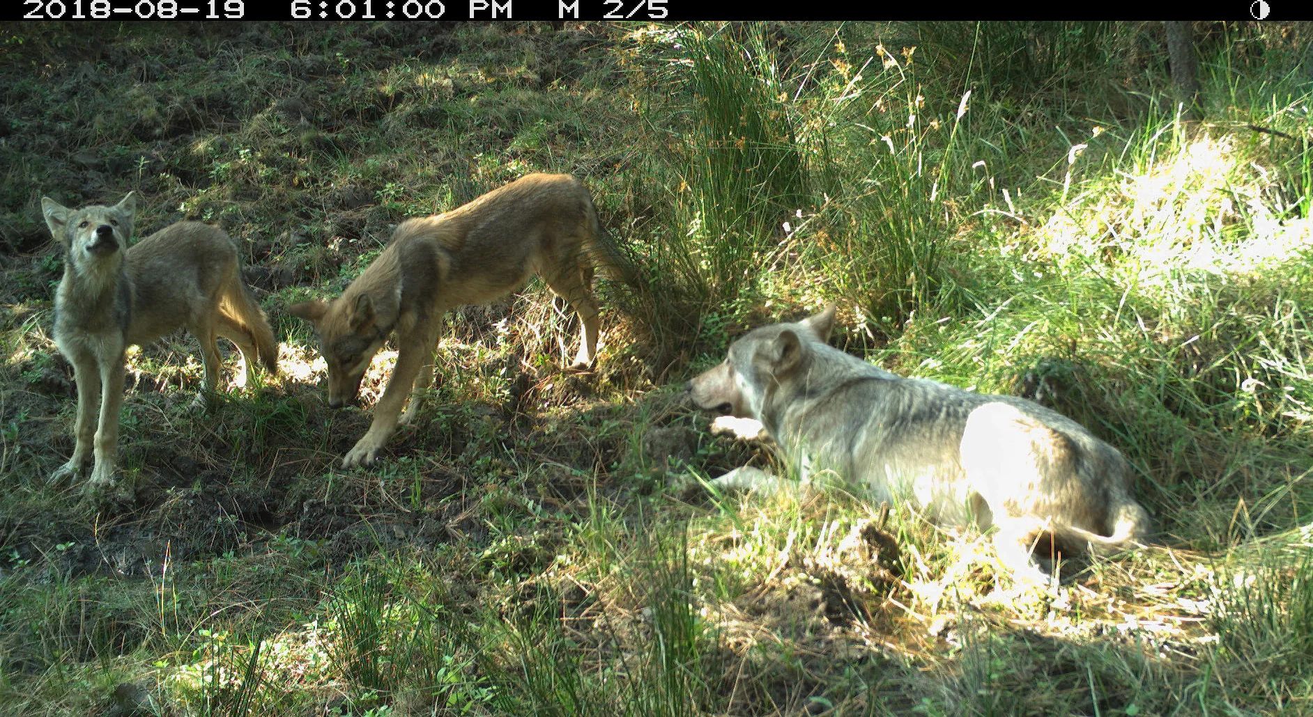 Photo shows the breeding male of White River wolves with two pups, taken Aug. 19 by remote camera on the Warm Springs Indian Reservation. Photo courtesy of Wildlife Department BNR-Confederated Tribes of Warm Springs.