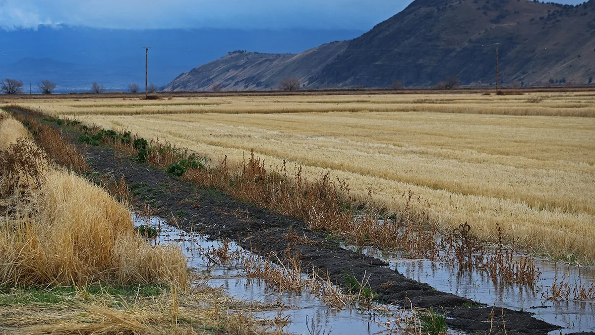 Standing grains in a leased farm at the Tule Lake NWR (USFWS)