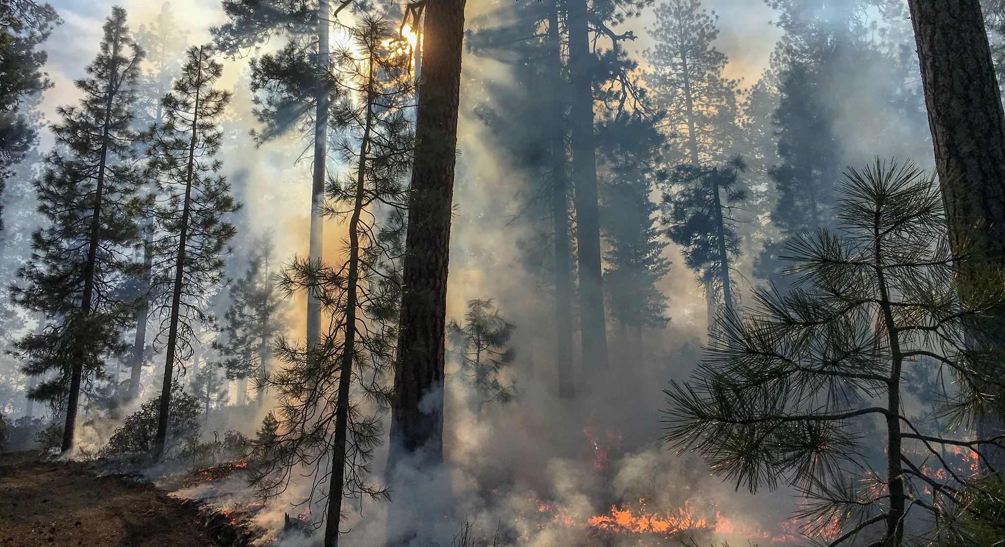 File photo of a prescribed burn (SCOFMP)