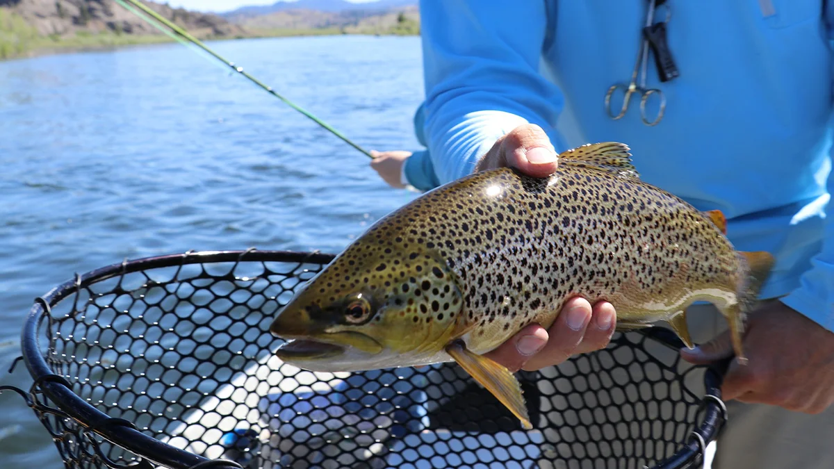 Oregon Department Of Fish And Wildlife Trout Stocking Schedule 