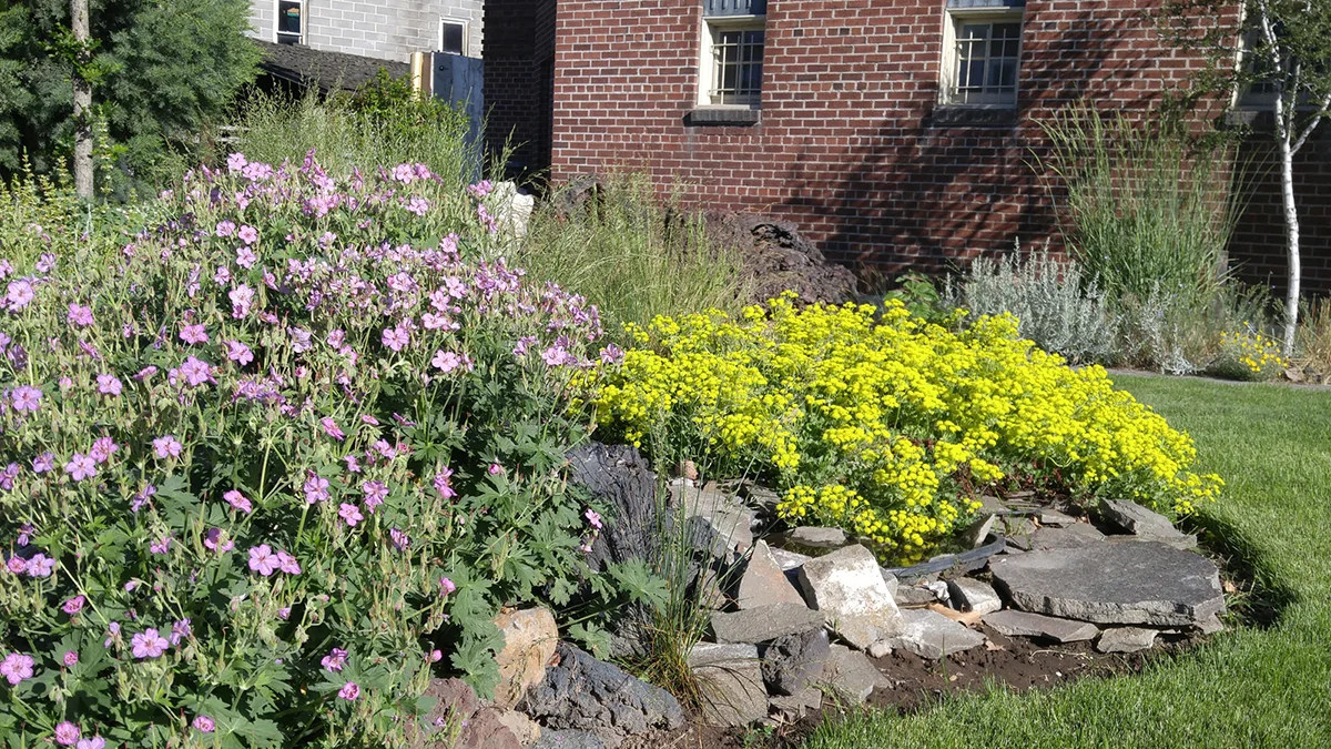 Sticky purple geranium and sulfur buckwheat are among the native plants expected to available during a plant sale Saturday at the Klamath County Museum.