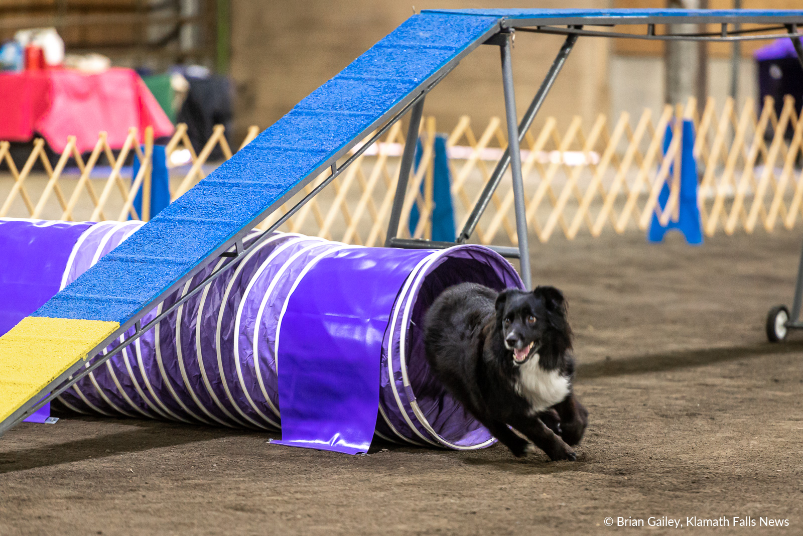  2019 Klamath Dog Fanciers Agility Trials, May 18, 2019. Image, Brian Gailey / Klamath Falls News. 