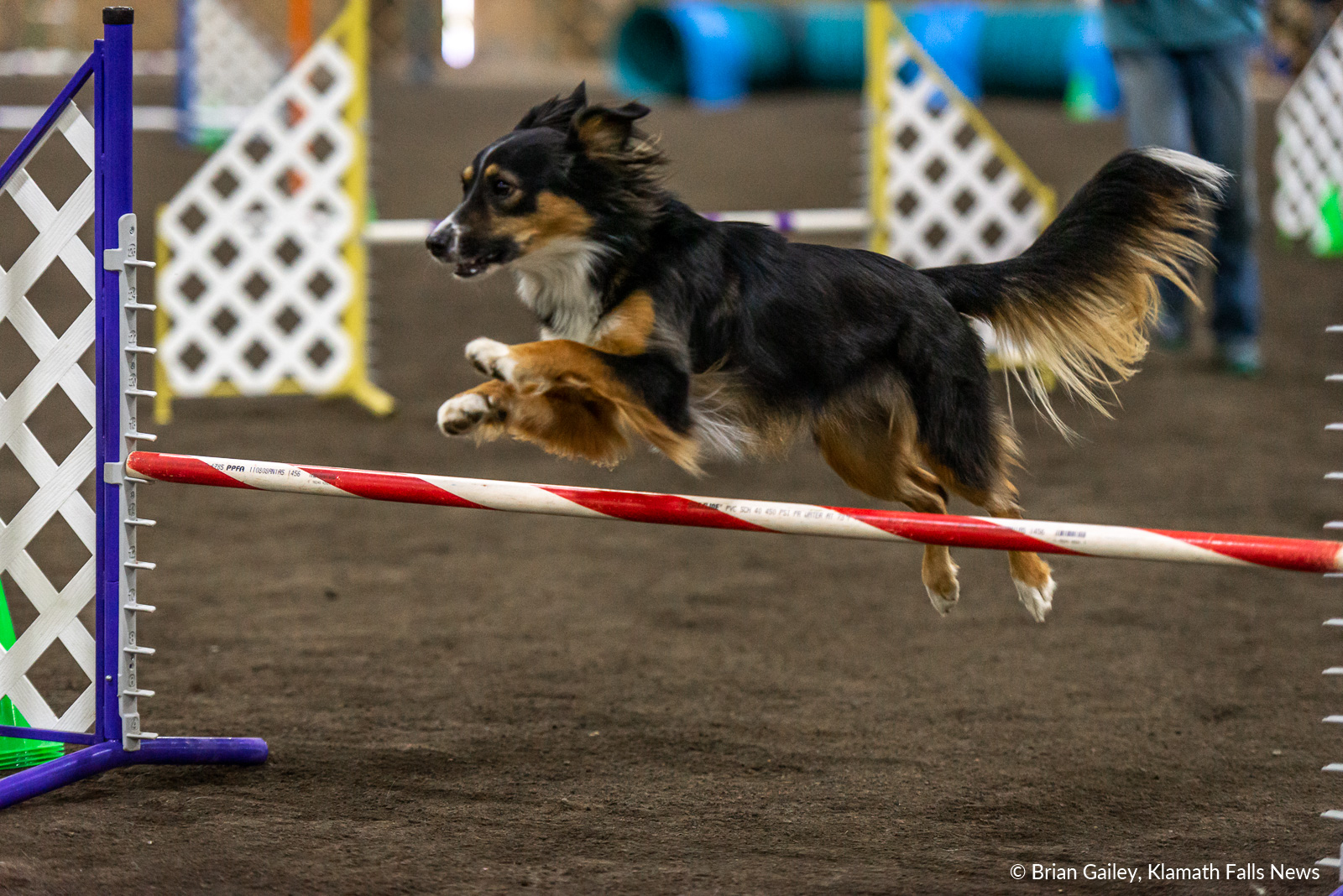  2019 Klamath Dog Fanciers Agility Trials, May 18, 2019. Image, Brian Gailey / Klamath Falls News. 