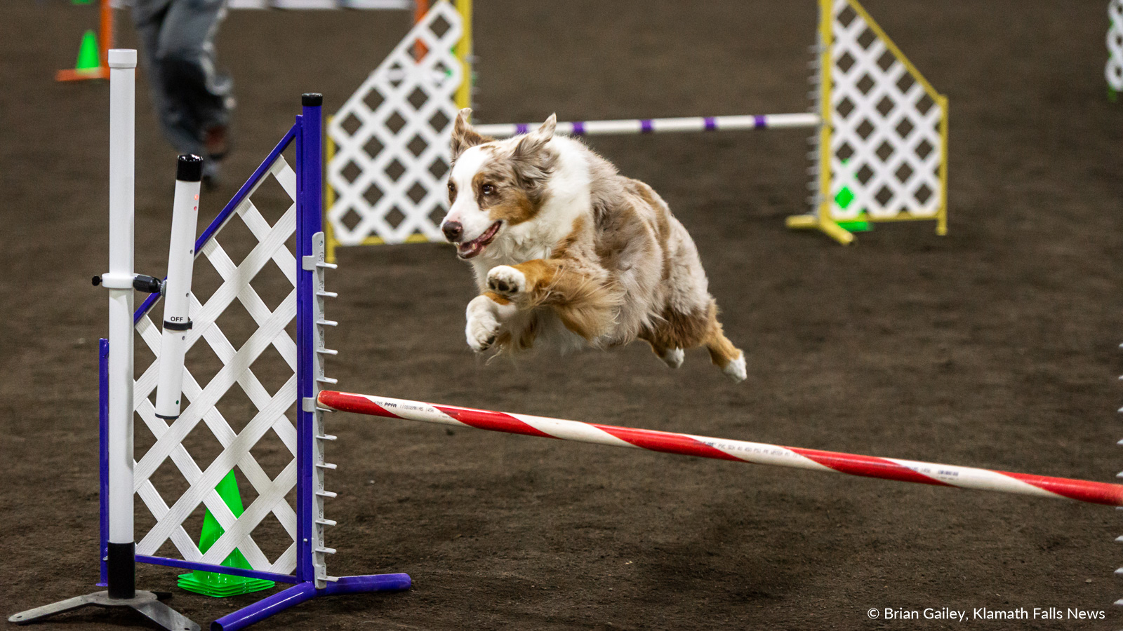  2019 Klamath Dog Fanciers Agility Trials, May 18, 2019. Image, Brian Gailey / Klamath Falls News. 