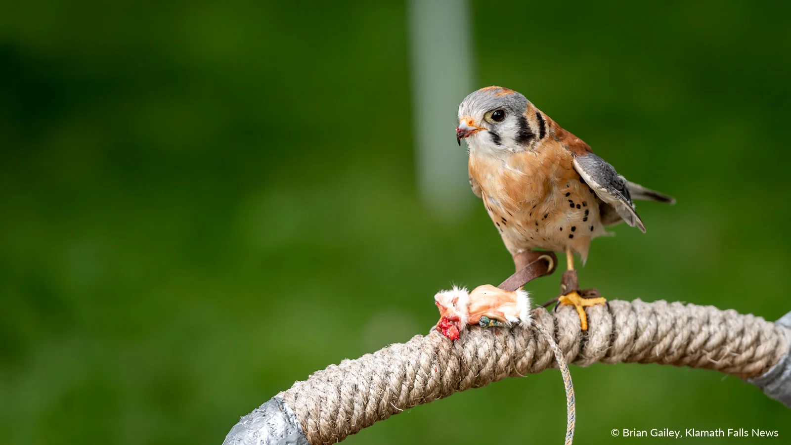 Marsh, an American Kestrel is one of the animal ambassadors for Badger Run Wildlife Rehab. Marsh was struck by a car last year and has a damaged wing, causing him to not fly well. May 18, 2019 (Image, Brian Gailey / Klamath Falls News)