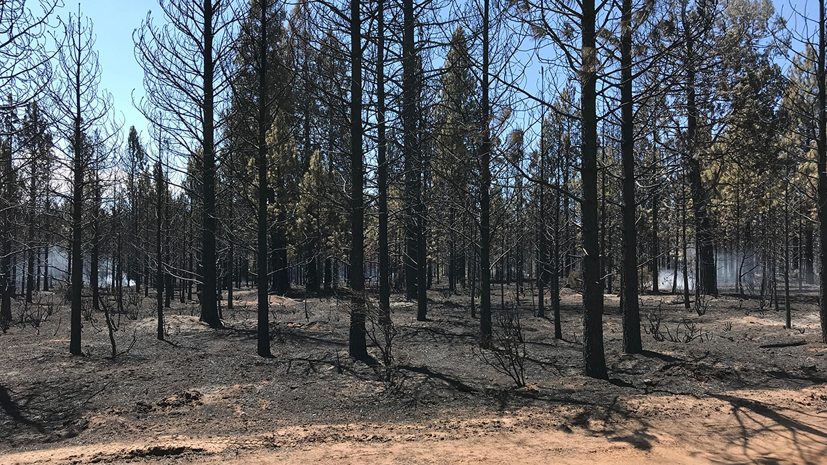 Trees, brush and grasses still smolder inside the fire lines of the #WardFire. (Image, Inciweb)
