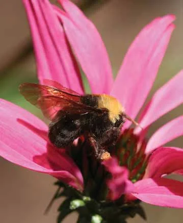 Franklin’s Bumblebee (Bombus franklini) Image by, James P. Strange, USDA-ARS Pollinating Insect Research Unit
