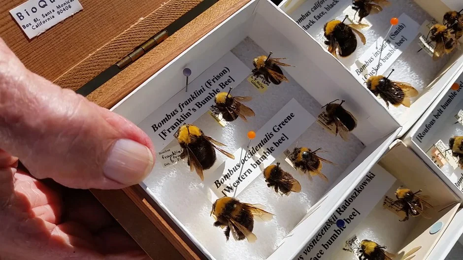 The last Franklin’s bumblebee was found by Robbin Thorp in 2006. Jes Burns, OPB/EarthFix