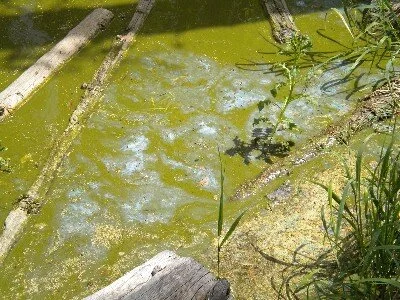 File photo, Cyanobacteria bloom.