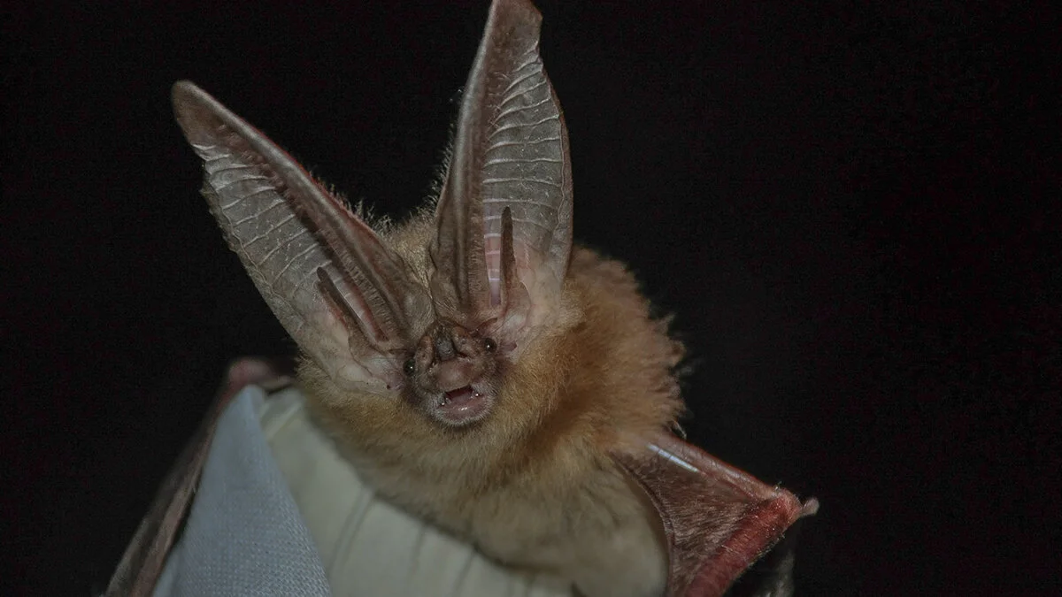 Barnum Cave is the winter home, or hibernaculum of a small colony of Townsends big-eared bats, which prefer lava tube caves. The female bats arrive first in early Fall, then the males. The cave temperature remains in the high 30s, and is very dry. When the temperature warms in the spring, the bats, including the now pregnant females, depart for their summer habitats and nursery colonies. Credit: Ann Froschauer/USFWS