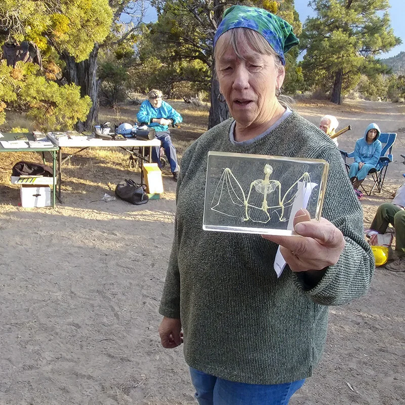 Liz Wolff is one of a group of northern California cave and bat experts who partner with the Service to lead a guided public tour in Barnum Cave each Fall. Here Wolff displays a bat skeleton. Credit: Susan Sawyer/USFWS