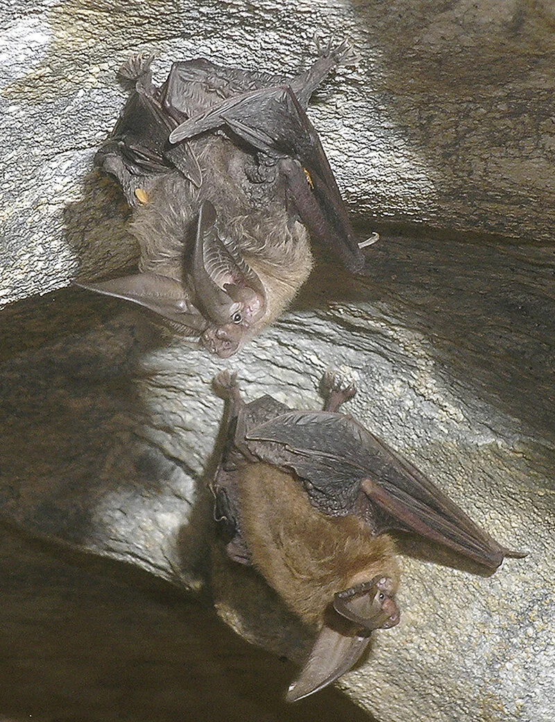 Just hanging out – Townsends big-eared bats are the most common species to use Barnum Cave, primarily during the winter months. These bats hunt insects about 4 – 6 feet off the ground, and prefer beetles and moths. Photo courtesy of Dave Bunnell/Under Earth Images