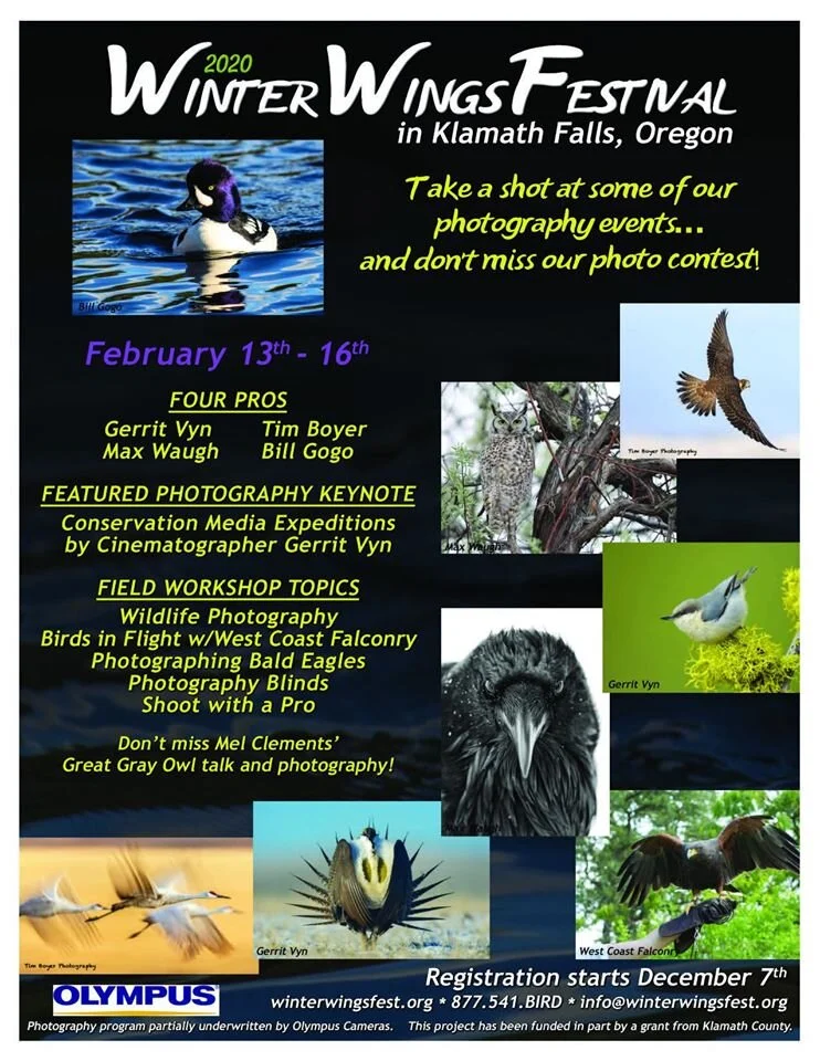 Klamath Basin Winter Wings Festival Opens On February 13th