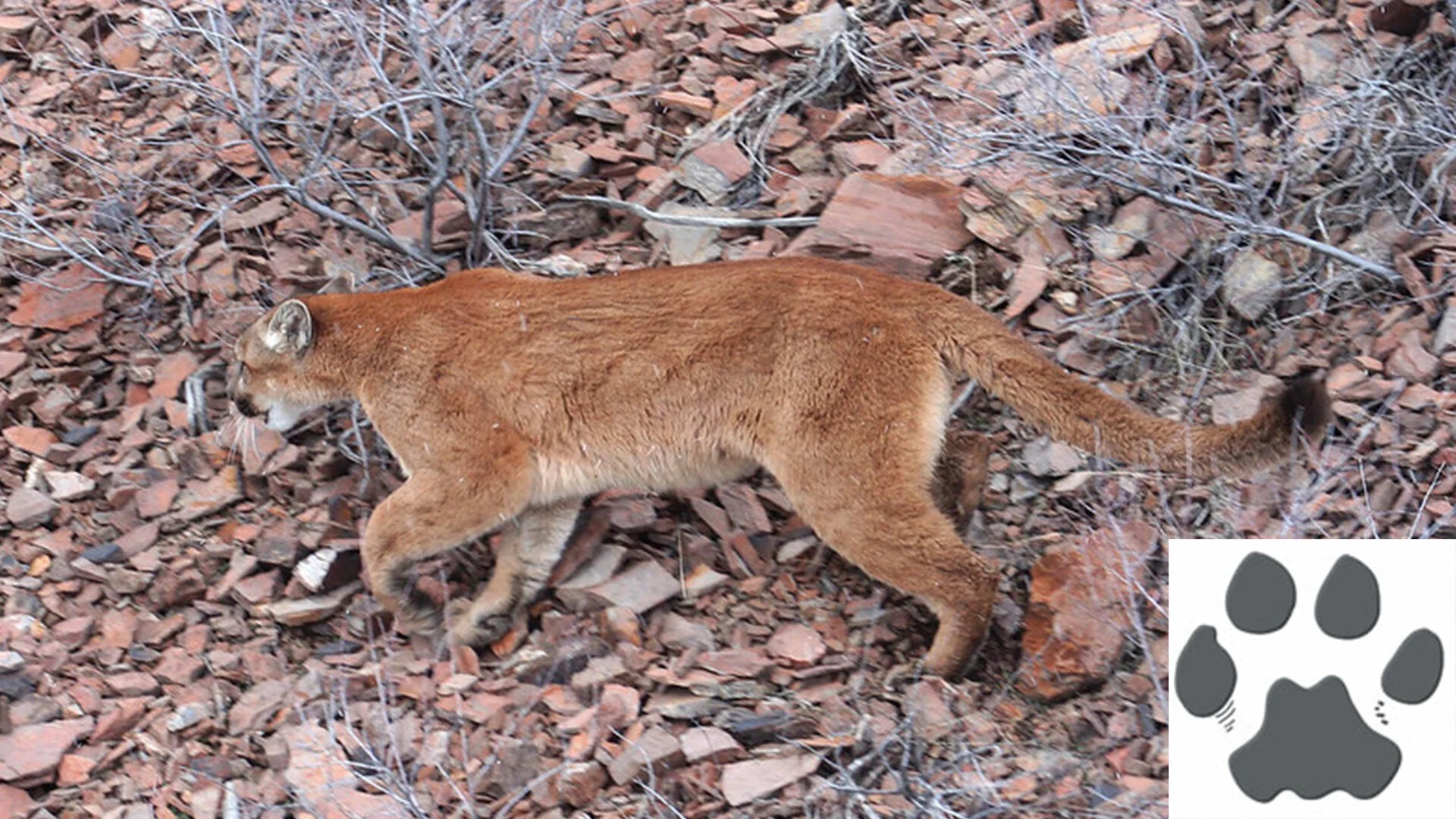 Potential Cougar sighting in Bly
