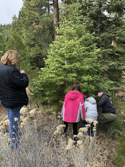 Klamath Falls Christmas Tree Permits 2022 Christmas Tree Permits Available