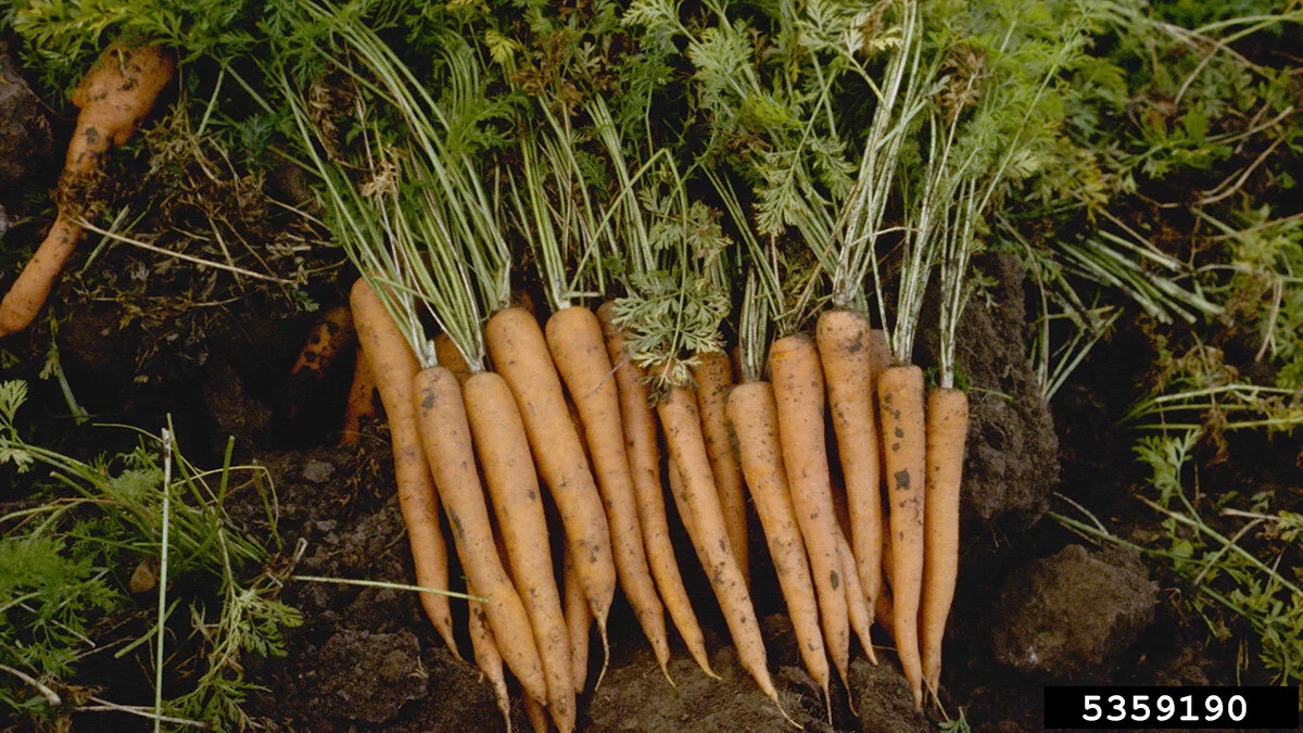Five Tips for growing root vegetables
