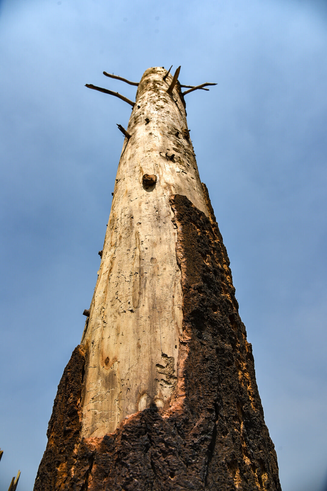   Debarked tree. Although dead, this indicates very strong winds. (Image: Bootleg Fire Facebook) 