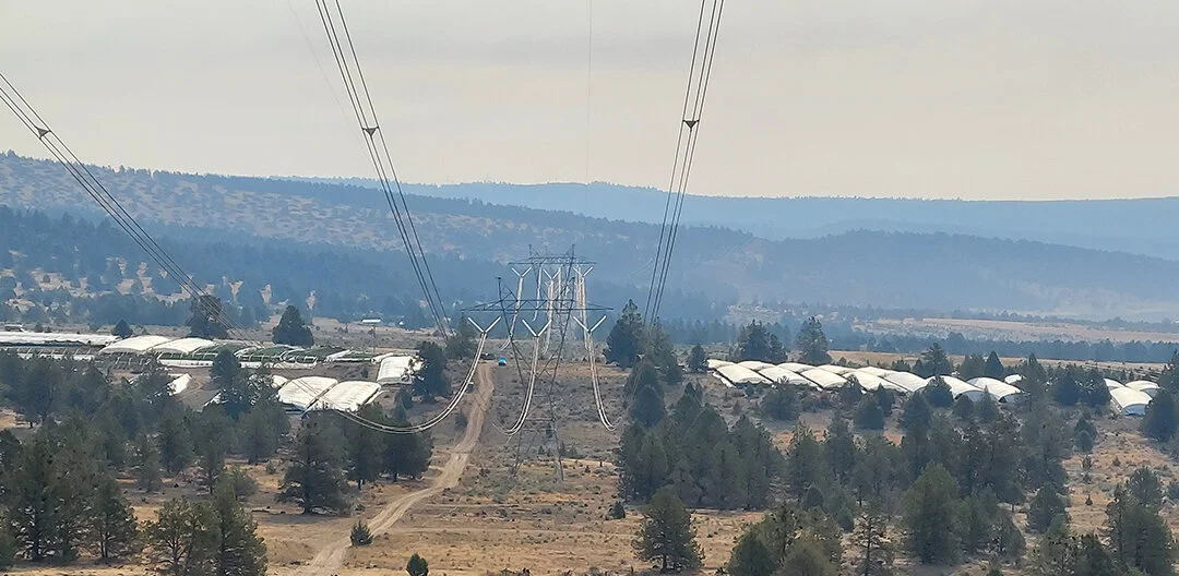 OSP Busts illegal grow in Malin