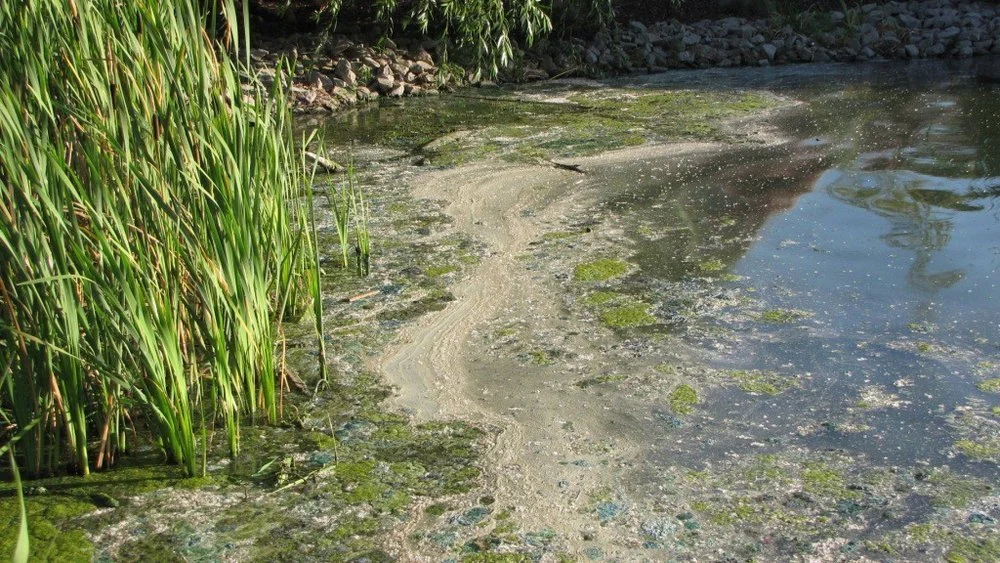 Recreational use advisory issued for Lake Ewauna